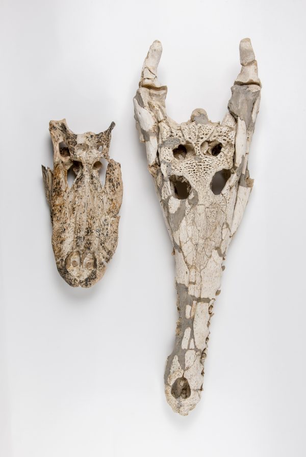 fossil skulls