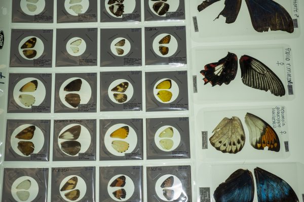 specimens in coin vouchers