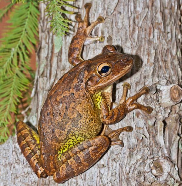 Cuban treefrog (Osteopilus septentrionalis). Florida Museum photo by Kenneth Krysko Cuban treefrog