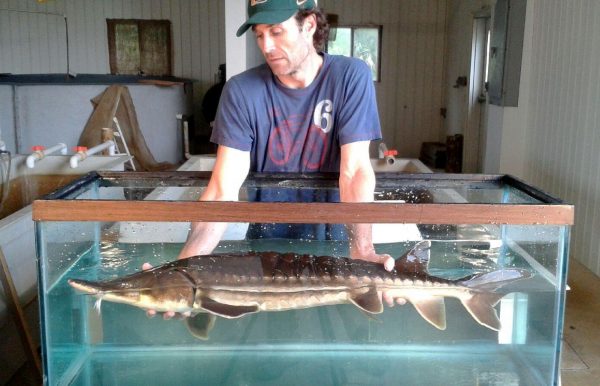 Rob holding live sturgeon