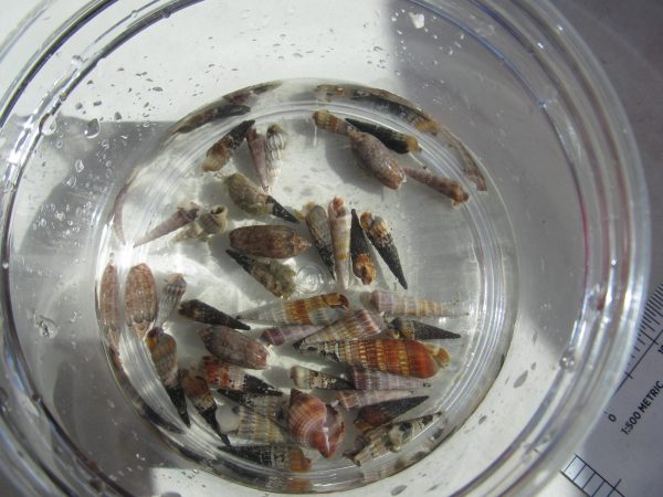 glass dish of live sea snails