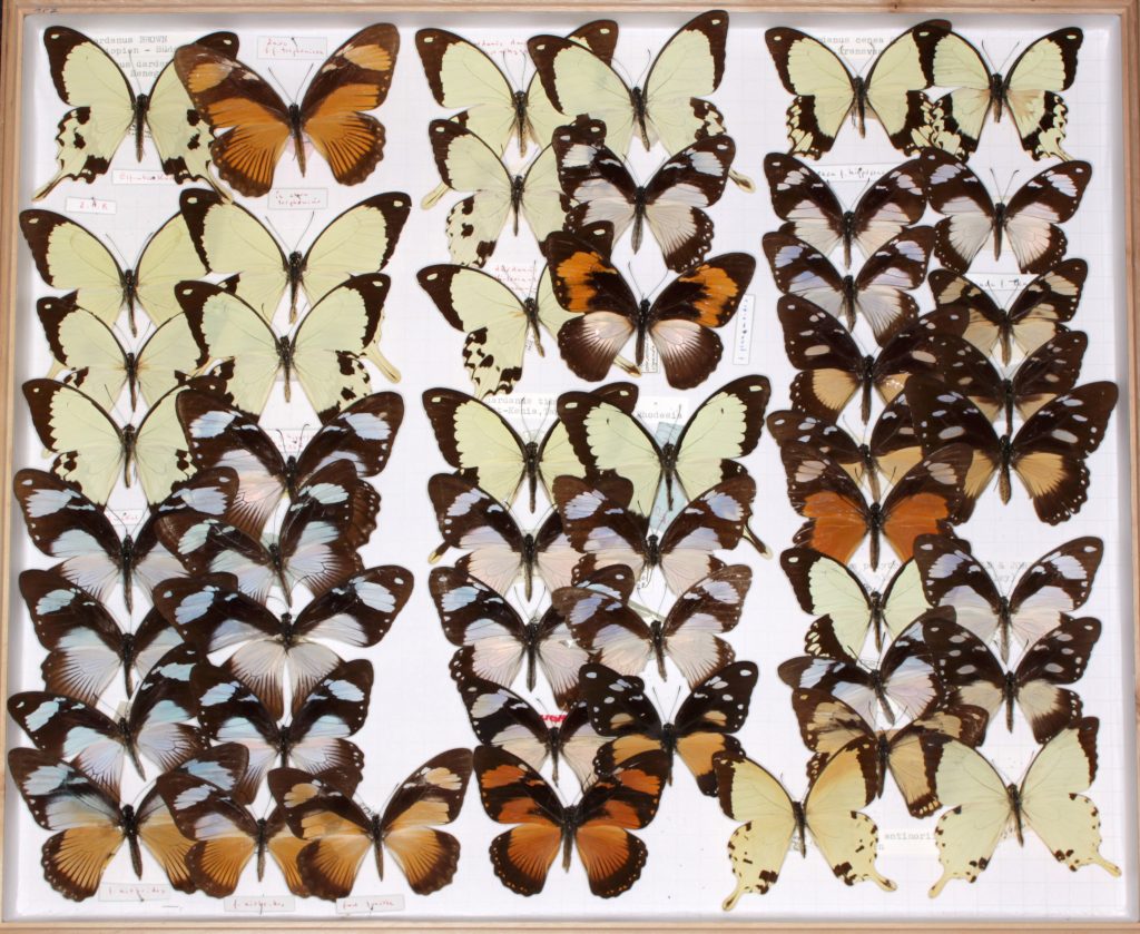 box of multicolored butterflies