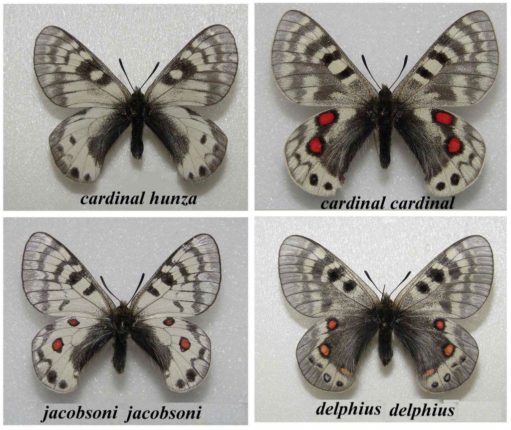 four similar-looking white and gray butterflies