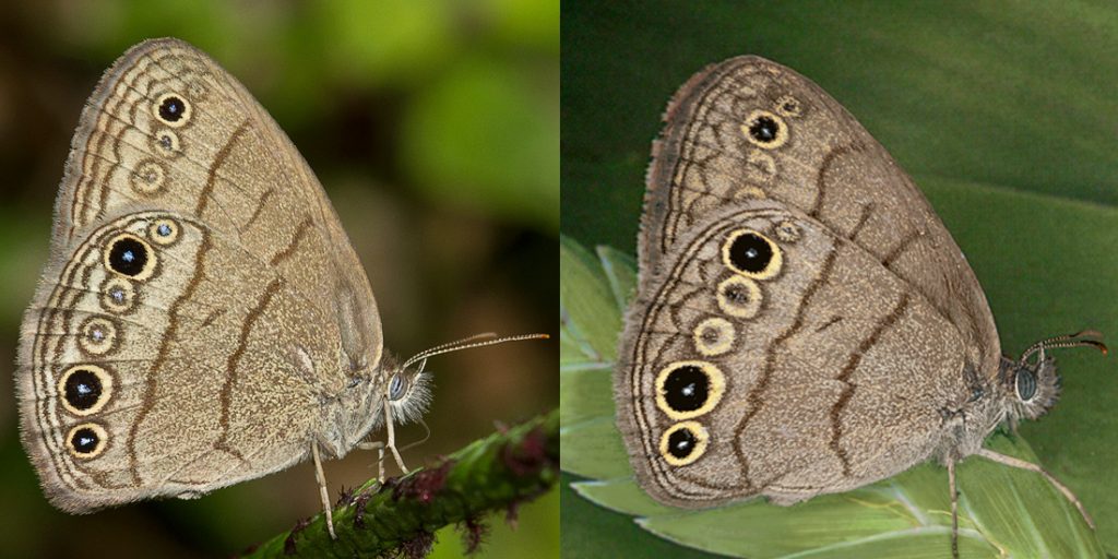 two similar-looking brown butterflies