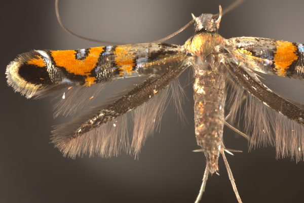 close up of moth wings and body