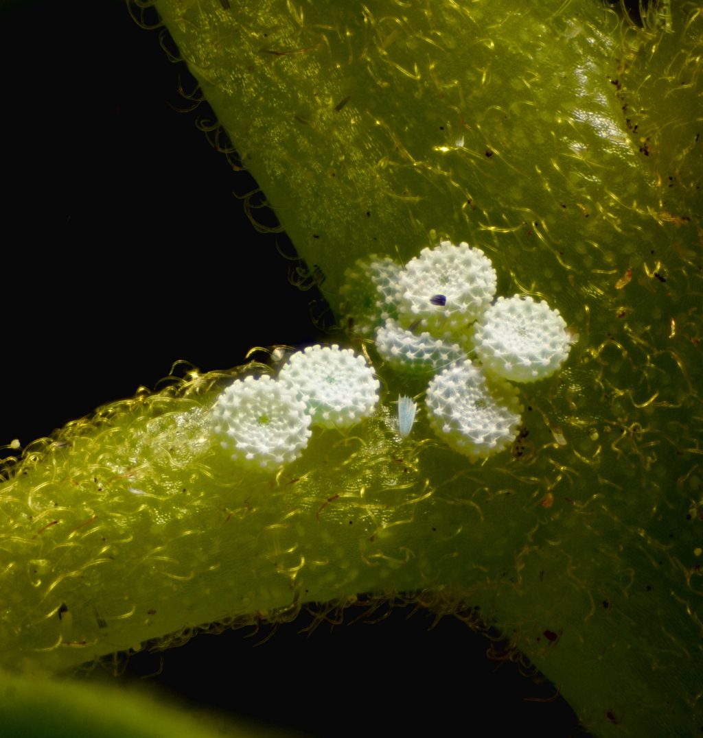 Miami blue eggs on plant