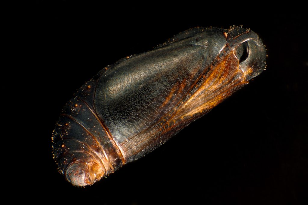 pupa of Miami blue butterfly