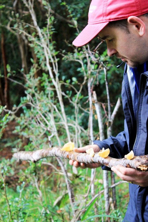 Matthew Smith holds tree branch with fungus