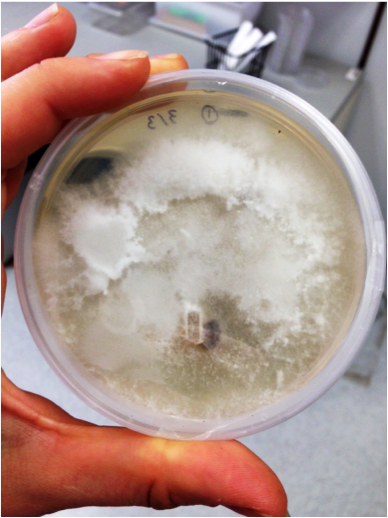 Fungus grows on beef in petri dish