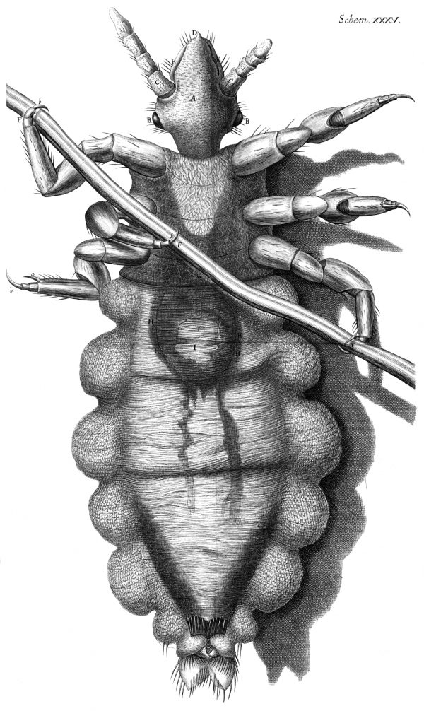 Body louse illustration