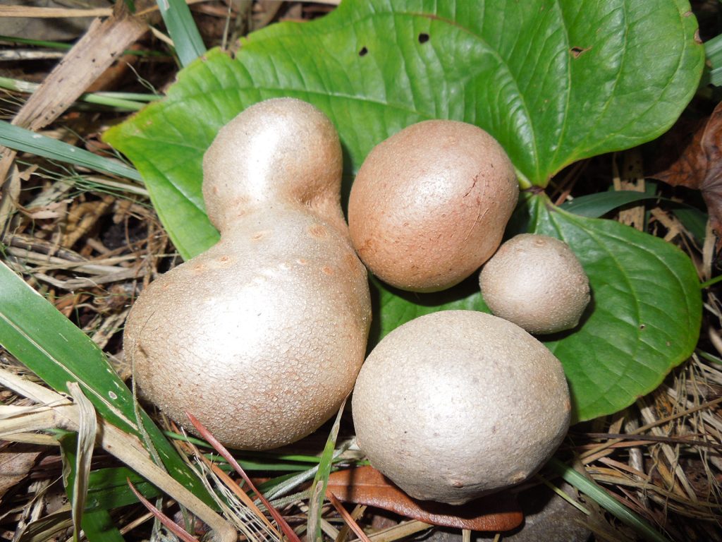 several large oblong spheres that look like small potatoes are arranged neatly on a large green leaf among pine needles