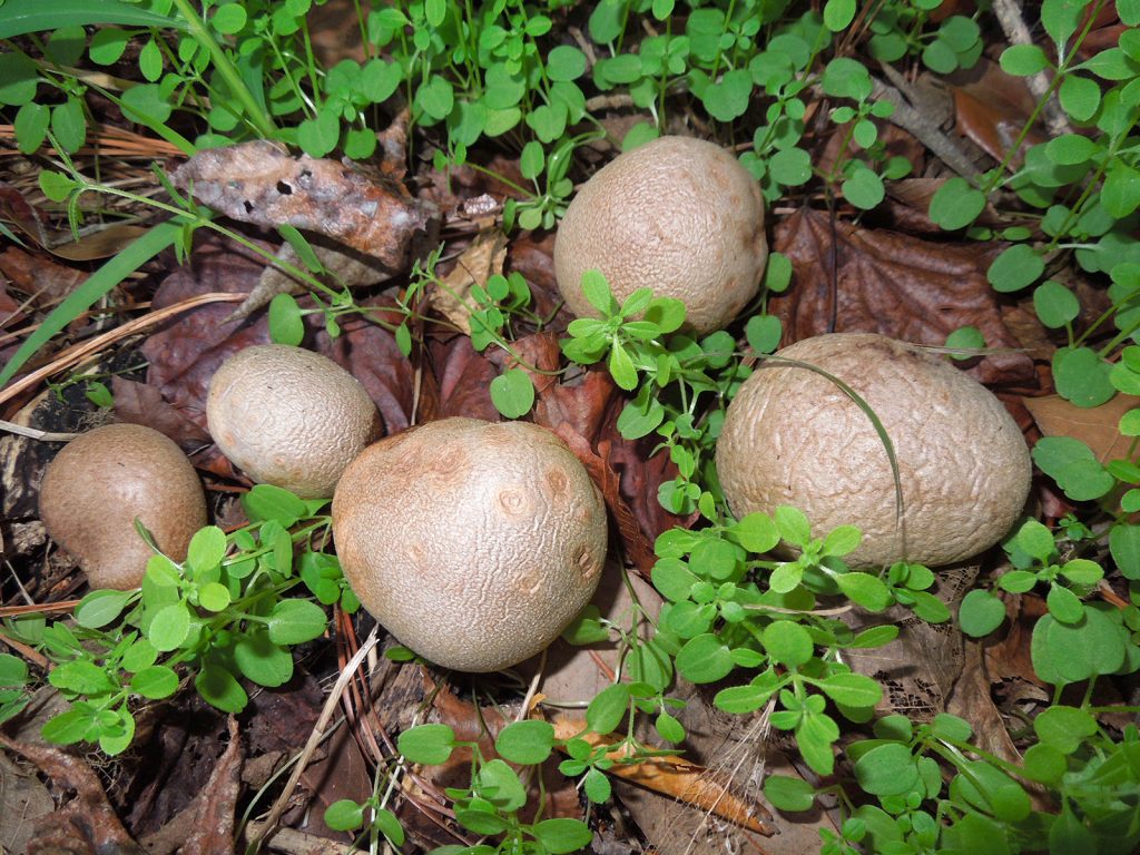 several round brown balls that look somewhat like smooth potatoes are nestled in dead leaves and tiny greenery