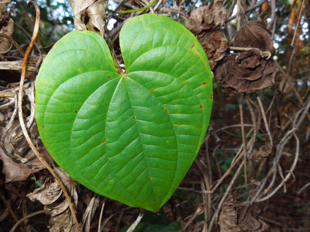 a large heart-shaped leaf with distinct veins that erupt from the stem and run down the leaf in concentric lines