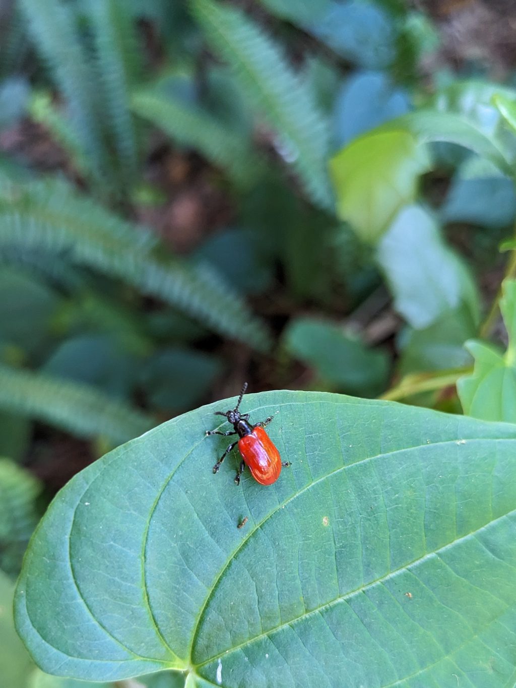 a small red beetle with a shiny carapace is sitting on the edge of a large leaf overlooking a shaded patch of ferns