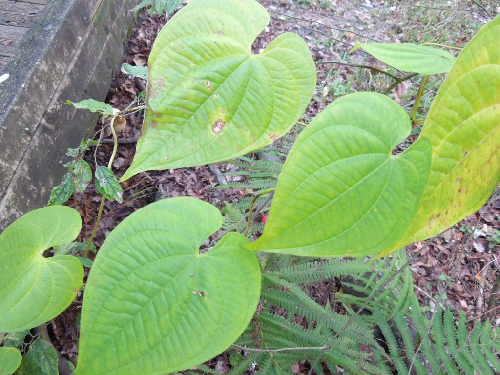 a close up of several heart-shaped green leaves against a leafy area next to a board walk