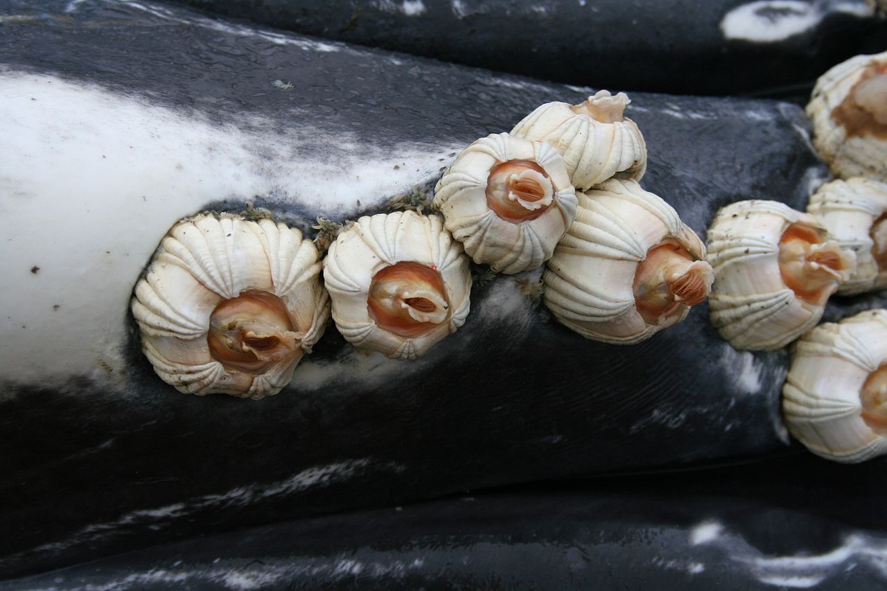 Barnacle on whale