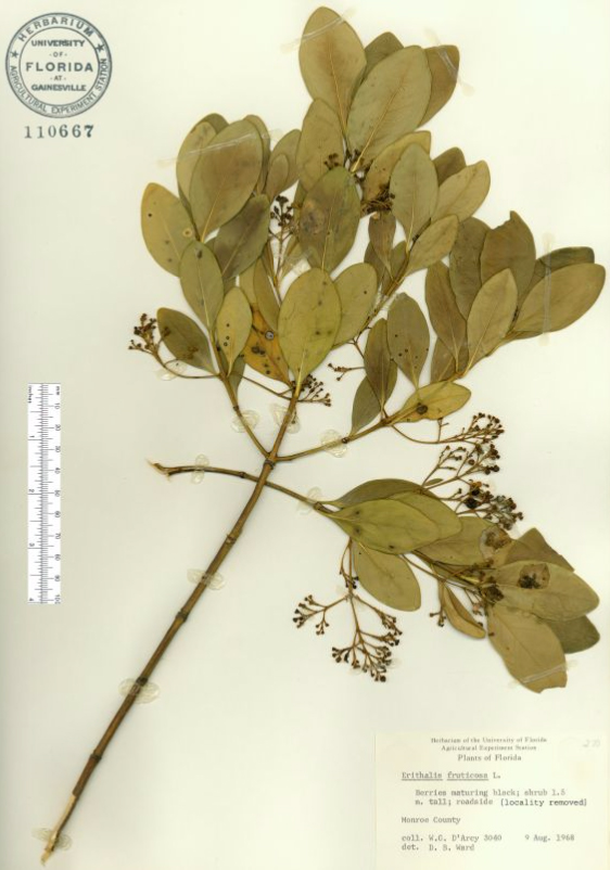 Erithalis fruticosa specimen sheet
