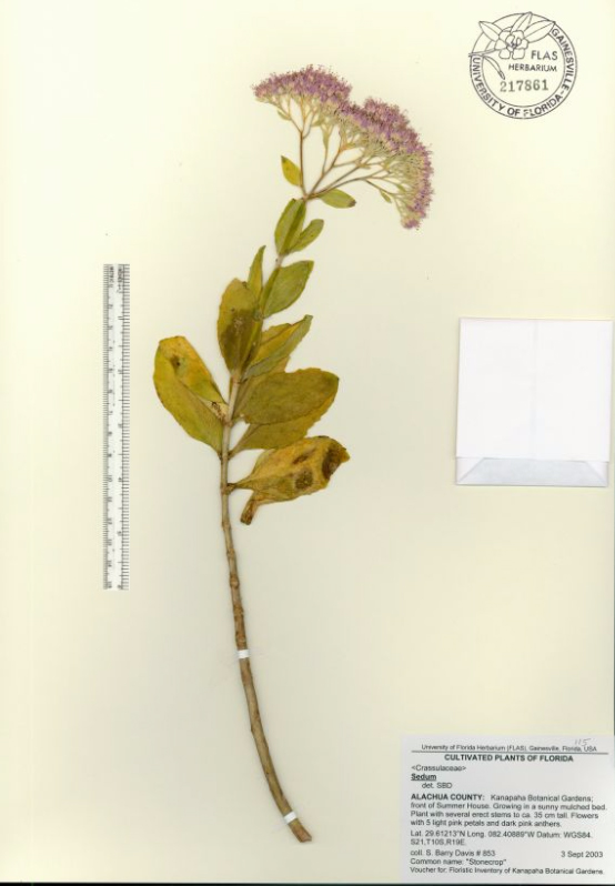 Sedum specimen sheet