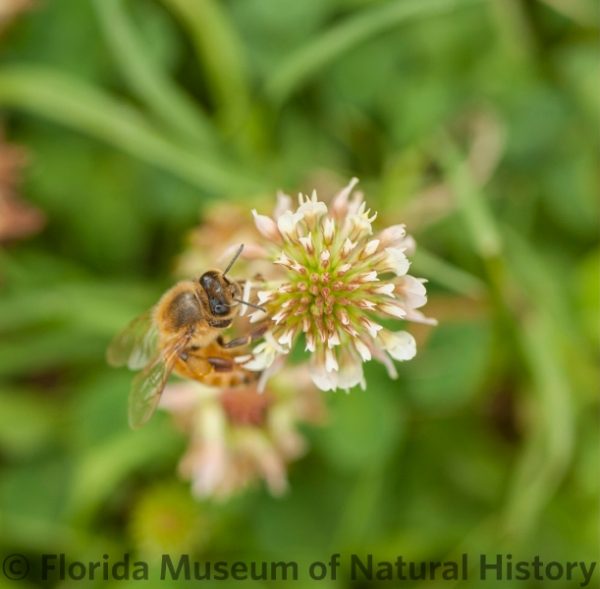 A bee in clover. Florida Museum photo by Kristen Grace Bee in clover
