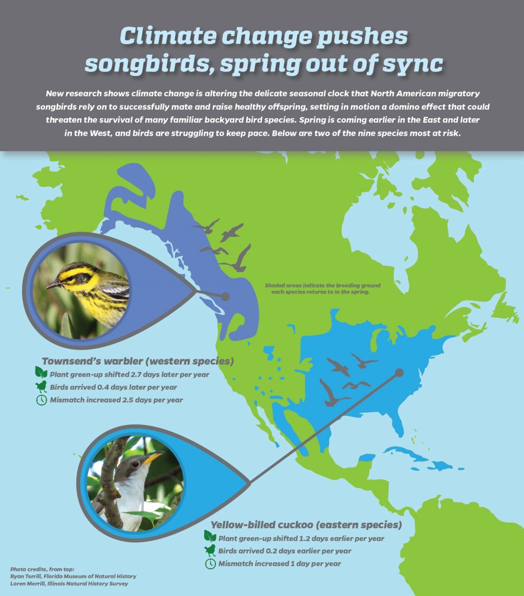 Climate change pushes songbirds, spring out of sync. Graphic courtesy of Elecia Crumpton, University of Florida Communications