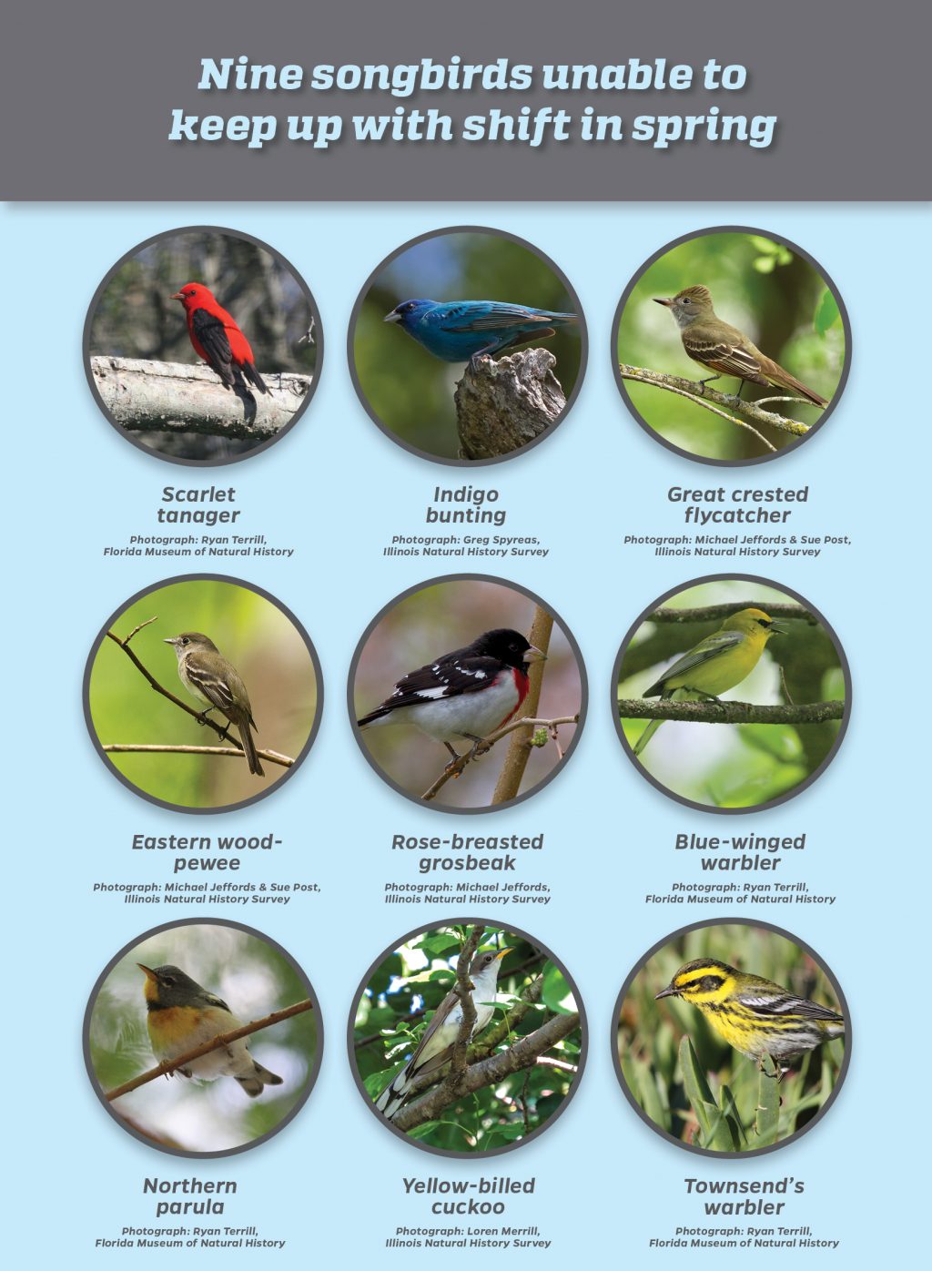 Nine songbird species