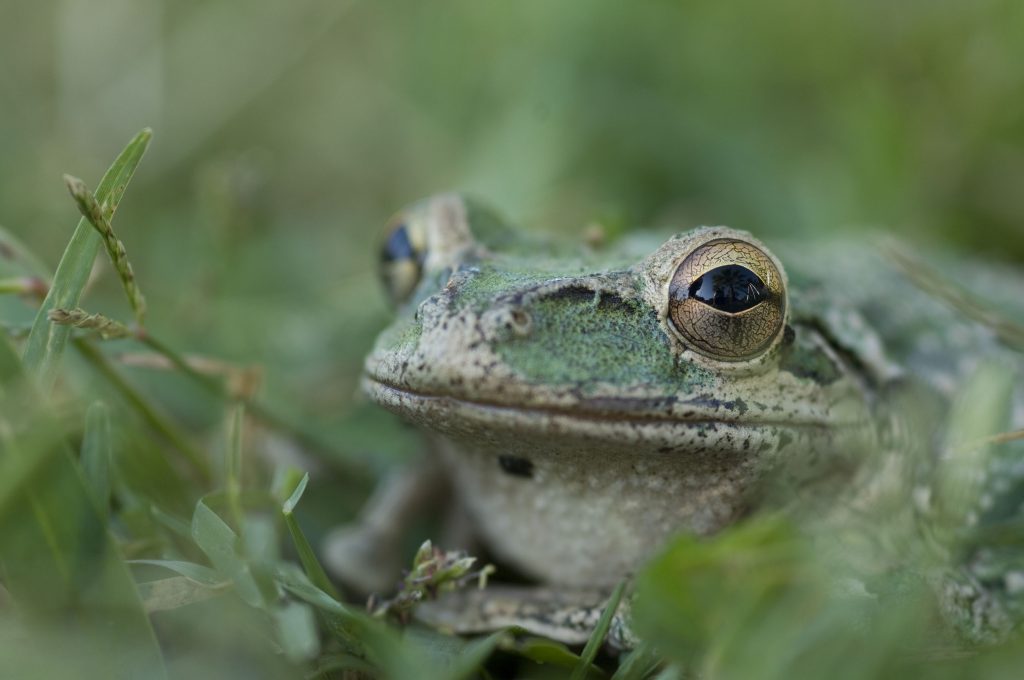 Cuban Treefrog