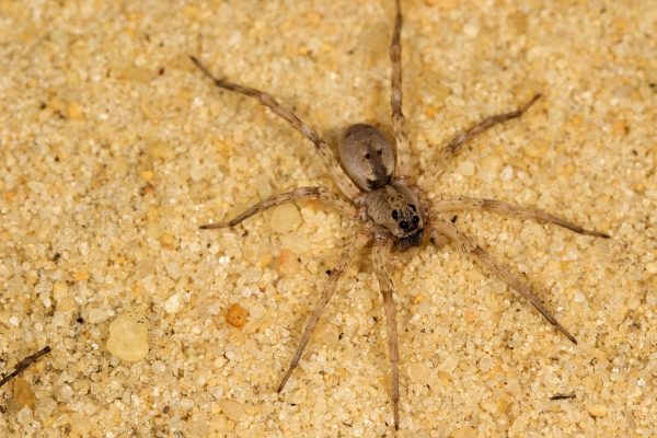 The number of wolf spiders dropped in response to compressor noise, possibly because these spiders rely on vibrations to detect their prey. Florida Museum of Natural History photo by Lary Reeves