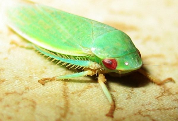 Unexpectedly, leafhopper populations surged in areas near gas compressors, perhaps because the noise acted as a 