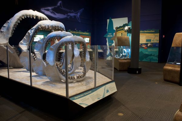 jaws in exhibit