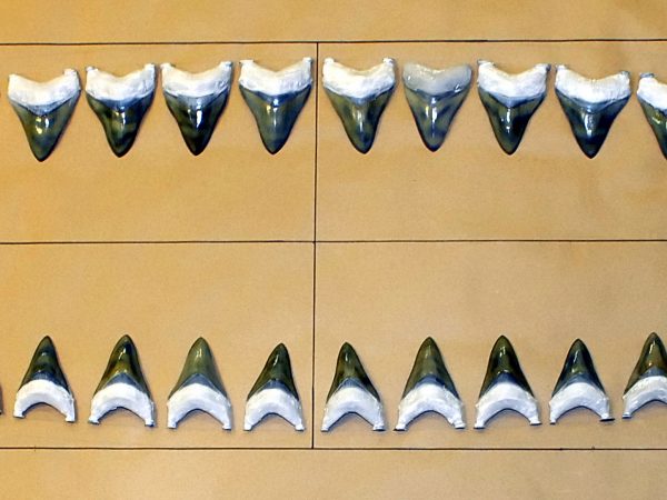 fossil shark teeth laid out in order
