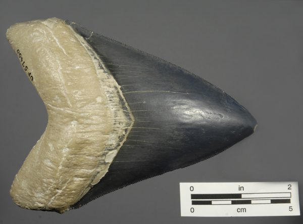 megalodon tooth