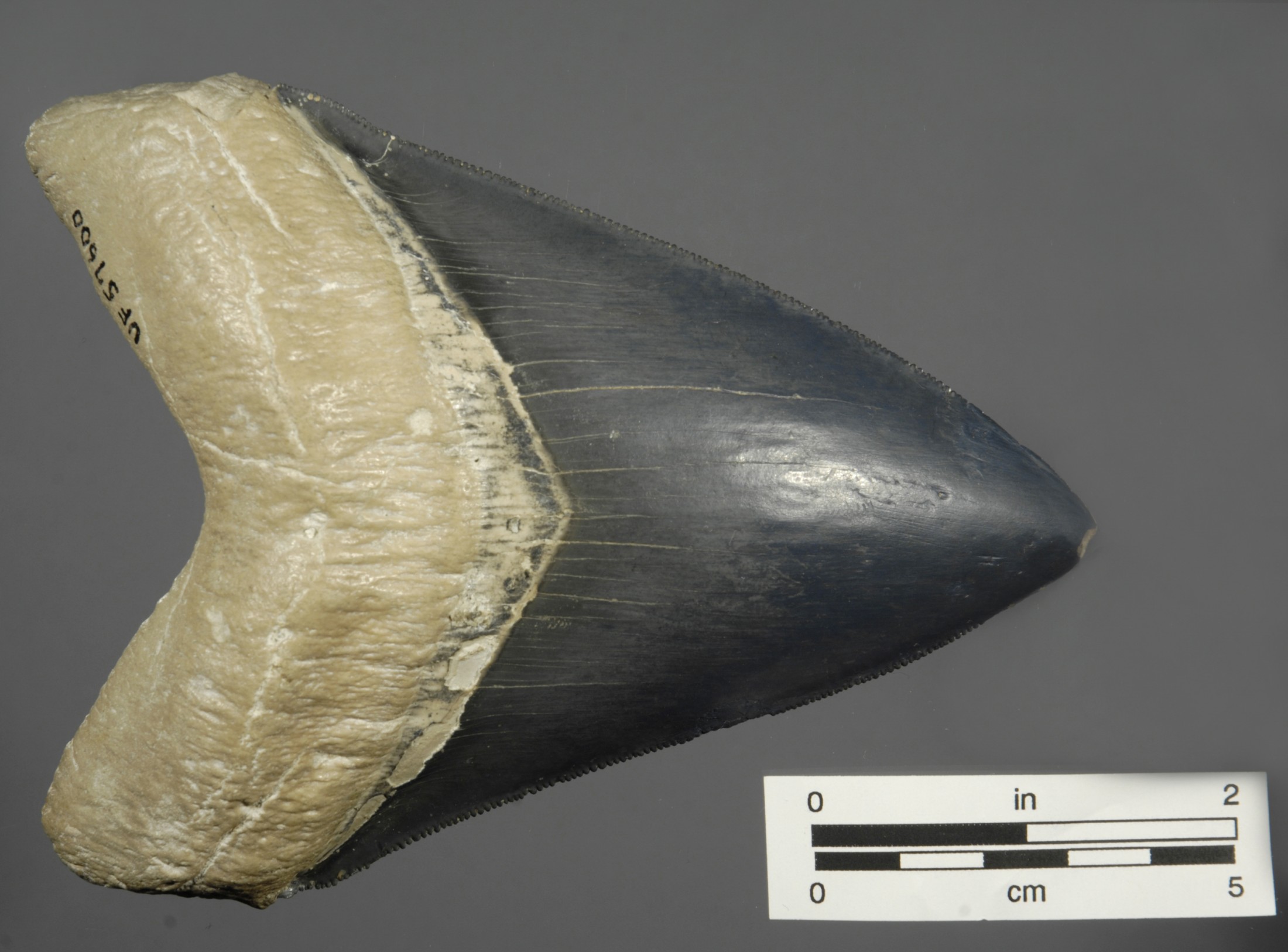 Five Facts: Megalodon – Research News
