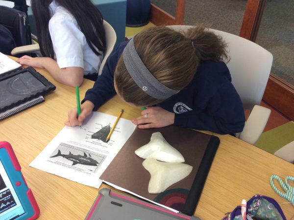 A student at Academy of the Holy Names in Tampa uses 3-D printed Megalodon teeth to calculate the massive shark's body length. Photo courtesy of Megan Higbee Hendrickson