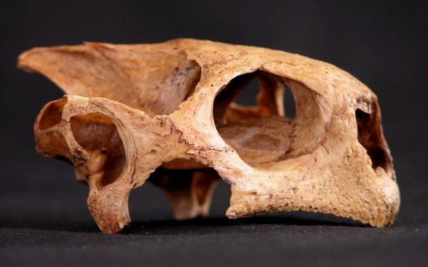 tortoise fossil skull