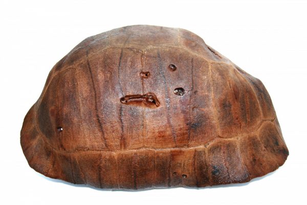 tortoise fossil shell with bite marks