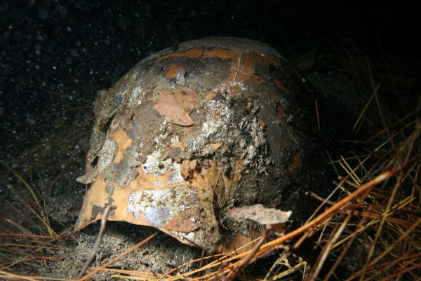 extinct tortoise fossil shell