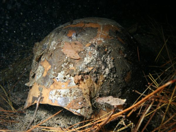 extinct tortoise fossil shell