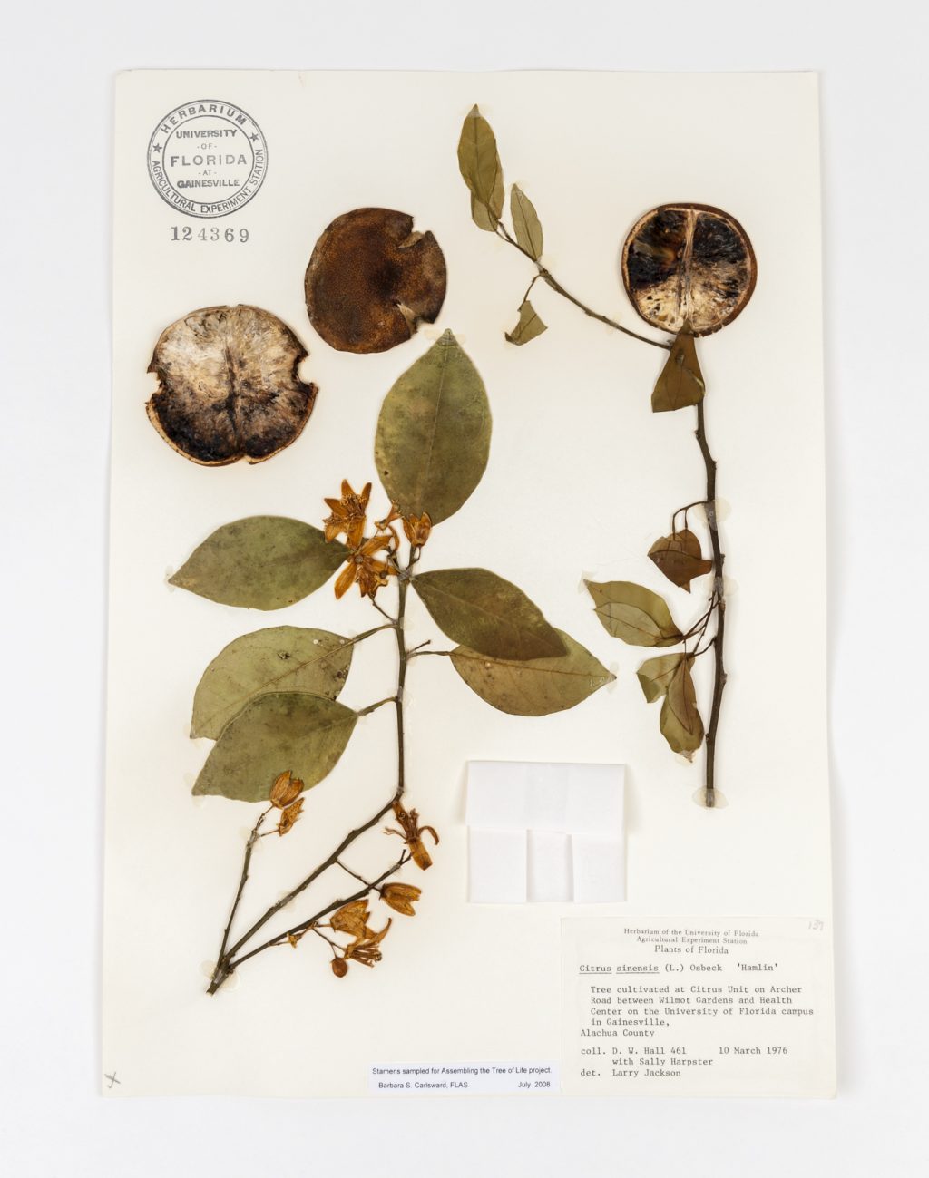 This dried, pressed specimen of a Hamlin Orange tree, including sections of fruit, was collected in 1976 from the citrus research plots here on the UF campus. Florida Museum of Natural History photo by Kristen Grace