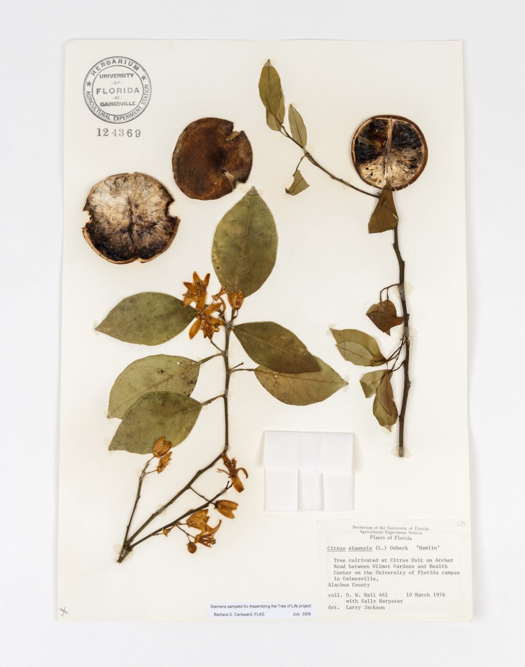 This dried, pressed specimen of a Hamlin Orange tree, including sections of fruit, was collected in 1976 from the citrus research plots here on the UF campus. Florida Museum of Natural History photo by Kristen Grace This dried, pressed specimen of a Hamlin Orange tree, including sections of fruit, was collected in 1976 from the citrus research plots here on the UF campus. Florida Museum of Natural History photo by Kristen Grace