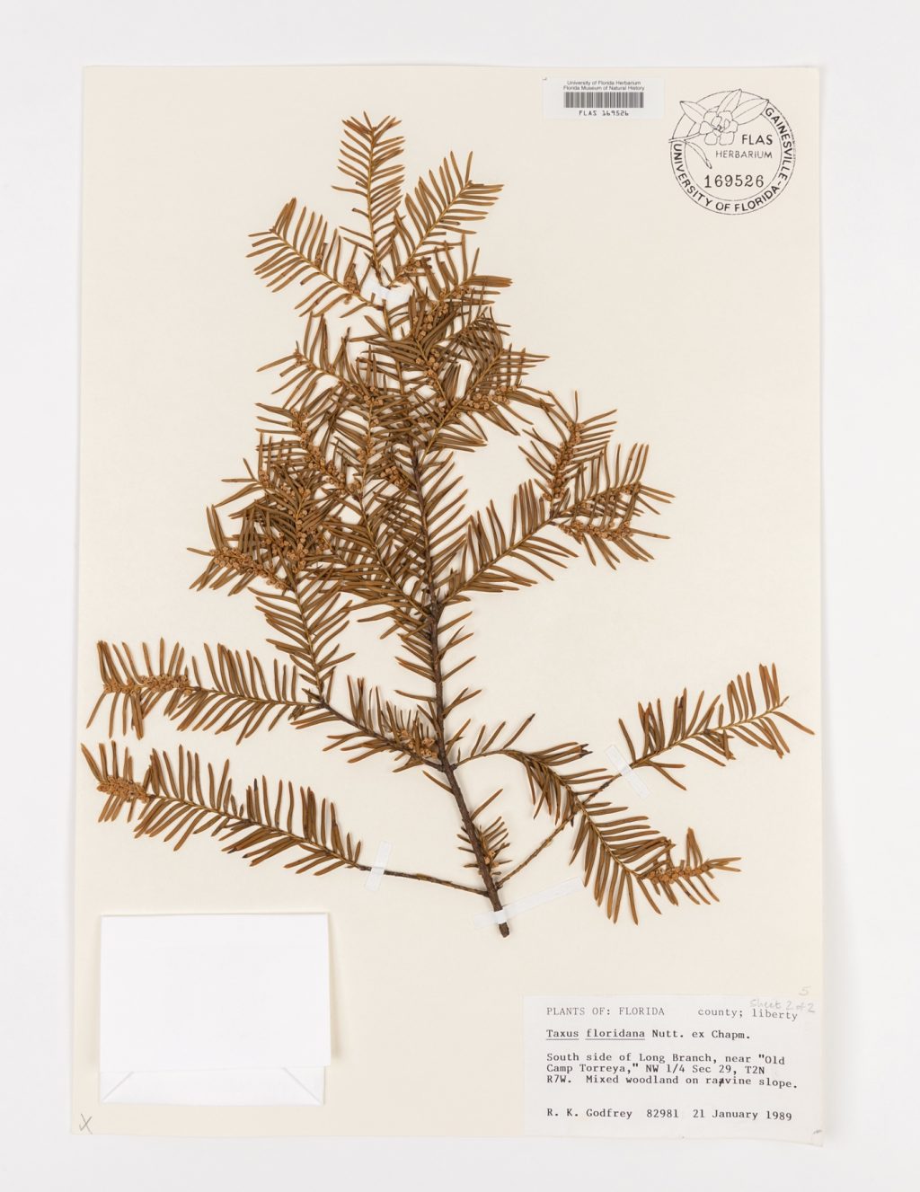 This specimen was prepared by Florida botanist Robert K. Godfrey in 1989. It is used by researchers to study and describe the plant’s structures. Florida Museum of Natural History photo by Kristen Grace This specimen was prepared by Florida botanist Robert K. Godfrey in 1989. It is used by researchers to study and describe the plant’s structures. Florida Museum of Natural History photo by Kristen Grace