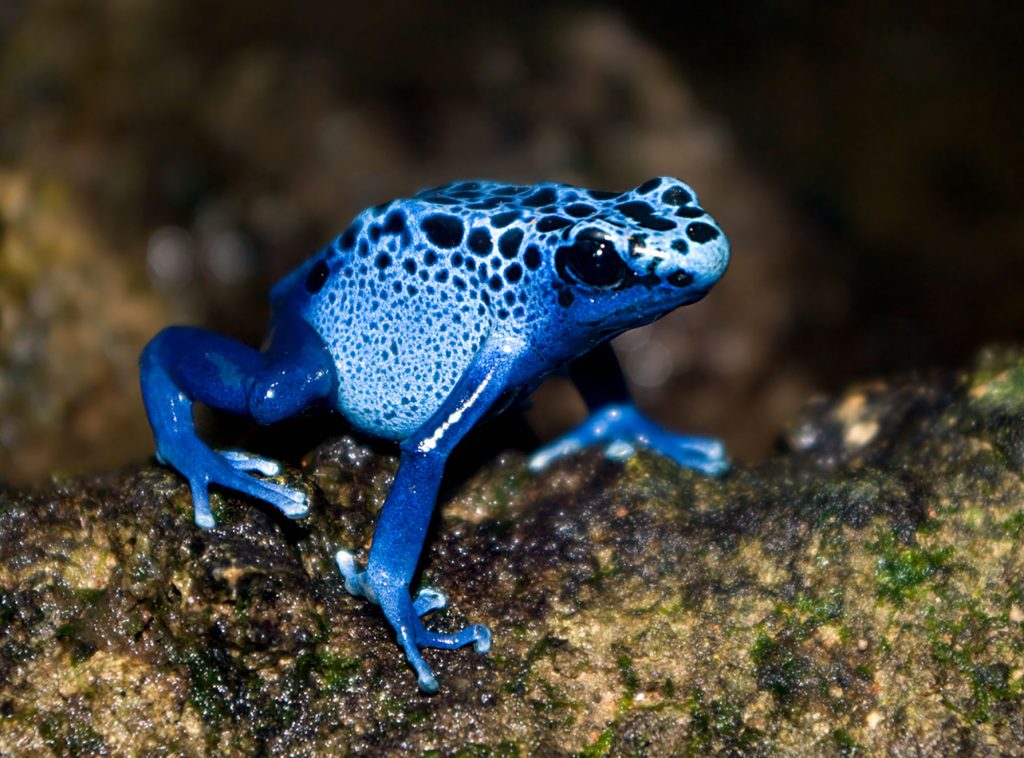 blue poison dart frog