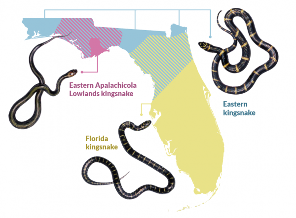 The geographical locations where three new kingsnake species are found in Florida are shown in this graphic. The areas of overlapping colors are places where two of the species can be located. Florida Museum of Natural History graphic by James Young and Kenneth Krysko map shows snake locations in Florida
