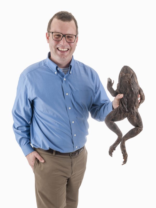 Herpetologist David Blackburn, shown with a Goliath frog from the museum's collection, co-authored a study that presents a new frog tree of life. Florida Museum of Natural History photo by Kristen Grace