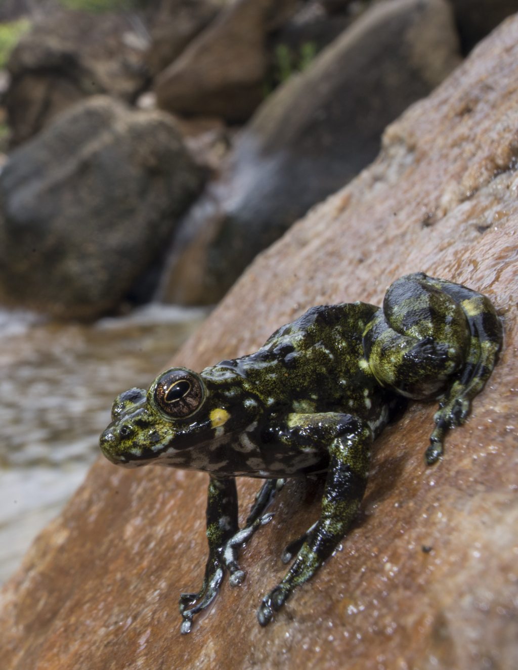 black and green spotted frog