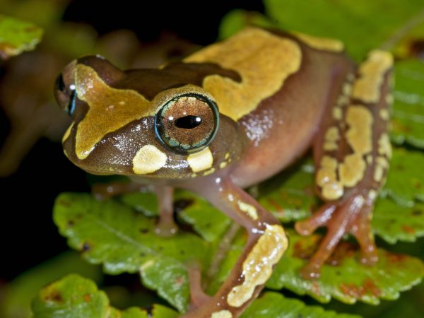 brown and tan spotted tree frog