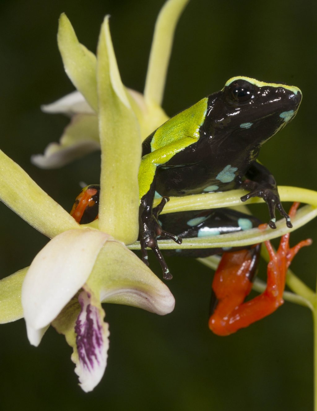 black and green spotted frog on an orchid