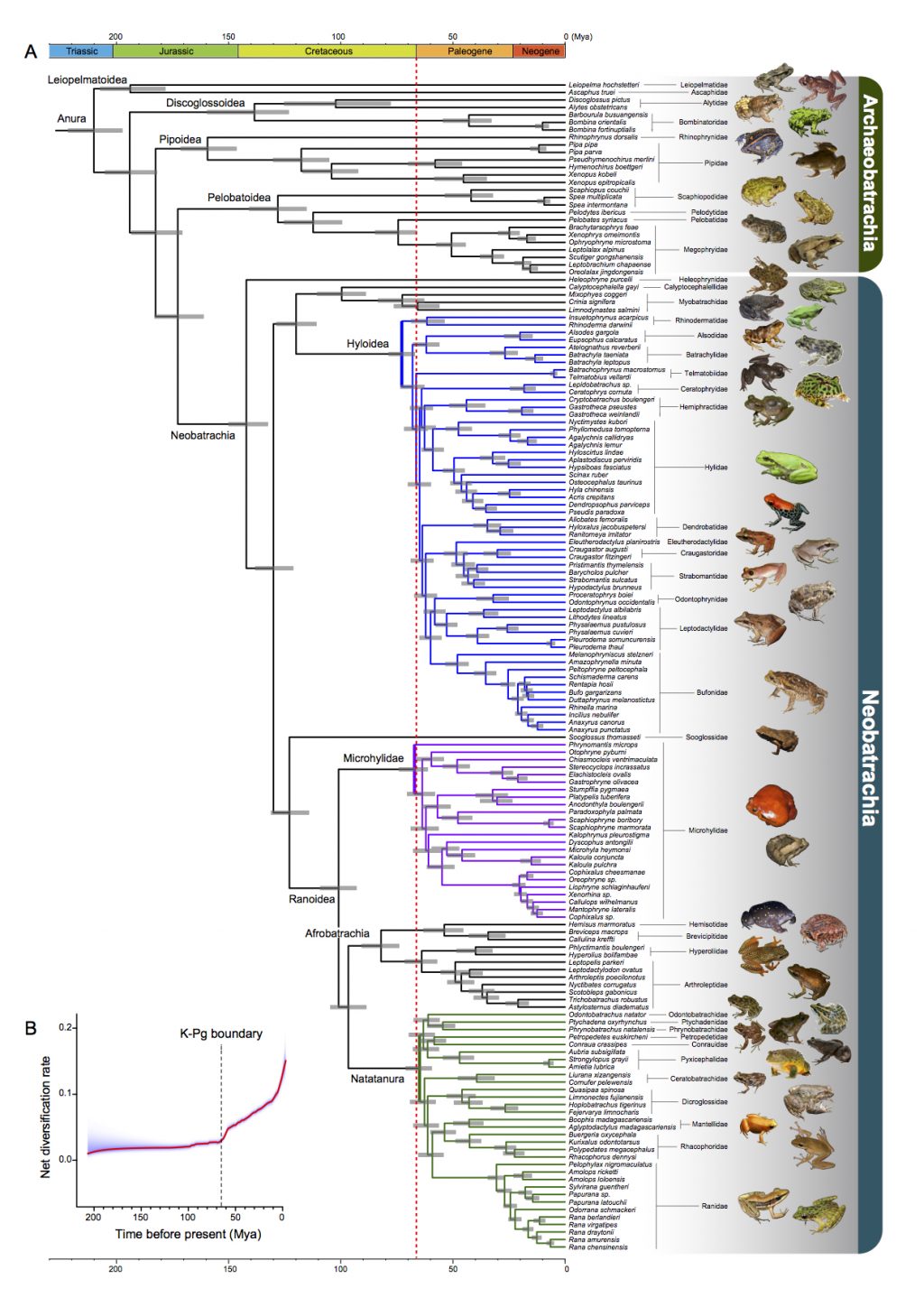 The analyses that generated this frog tree of life showed 88 percent of modern frogs evolved after the mass extinction that killed non-avian dinosaurs, marked here by a dotted red line. Graphic by Feng et al. in Proceedings of the National Academy of Sciences