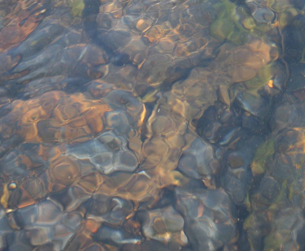 Hellbender in water