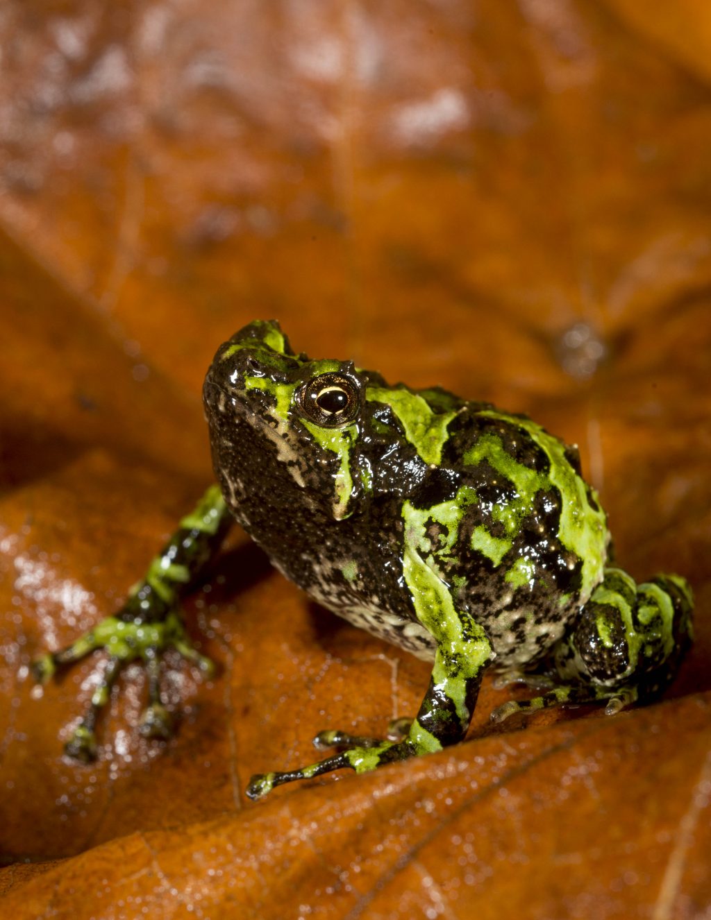 black and green striped frog