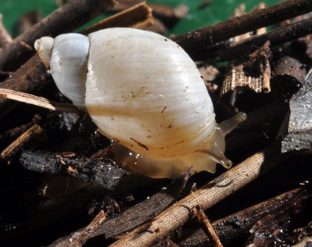 amber snail, Succinea floridana
